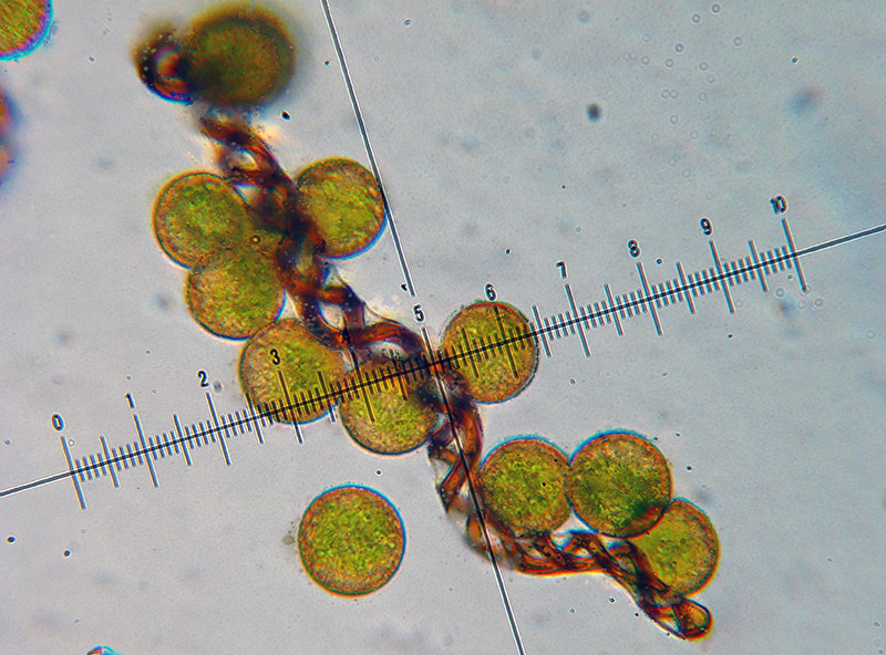 Lophocolea sp.